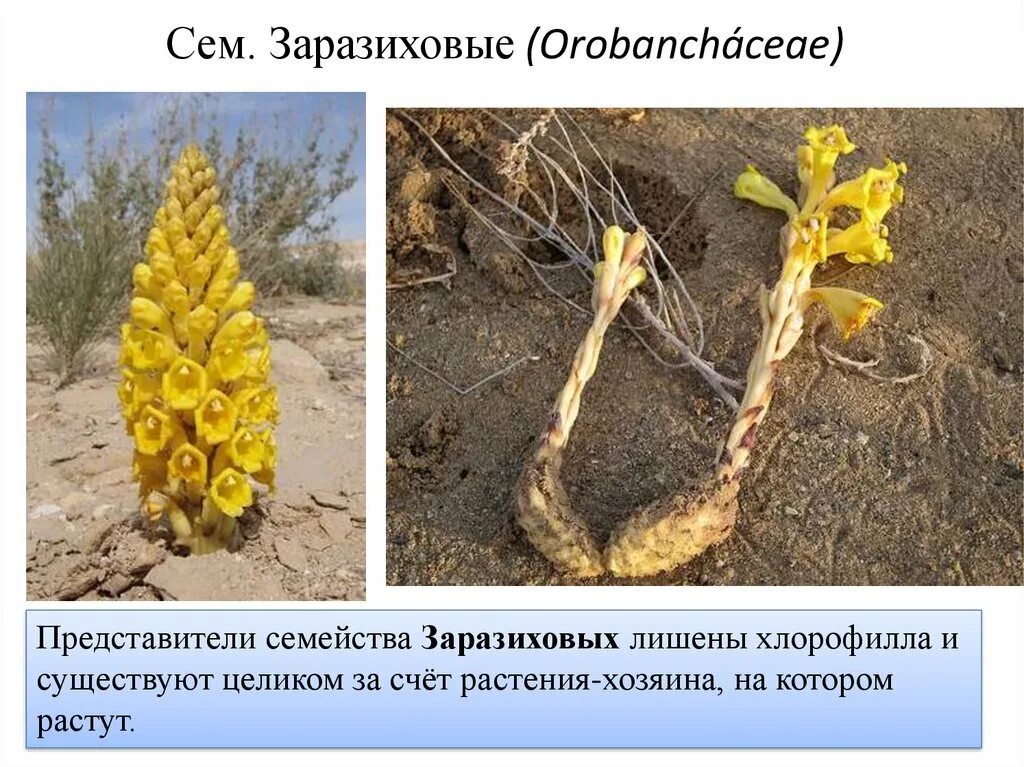 Корни растений паразитов примеры Ответы : Как растения-паразиты находят свою "жертву"