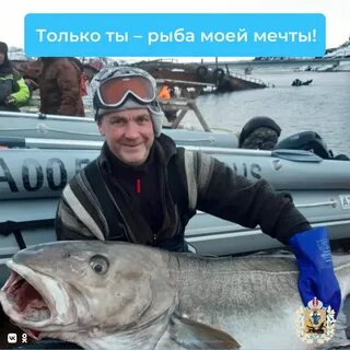 Треска в баренцевом море