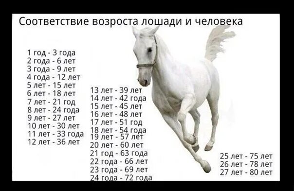 Сколько в человеке лошадиных. Возраст лошади и человека. Лошадиные года в человеческие. Таблица возраста лошади и человека. Возраст лошади на человеческие годы.
