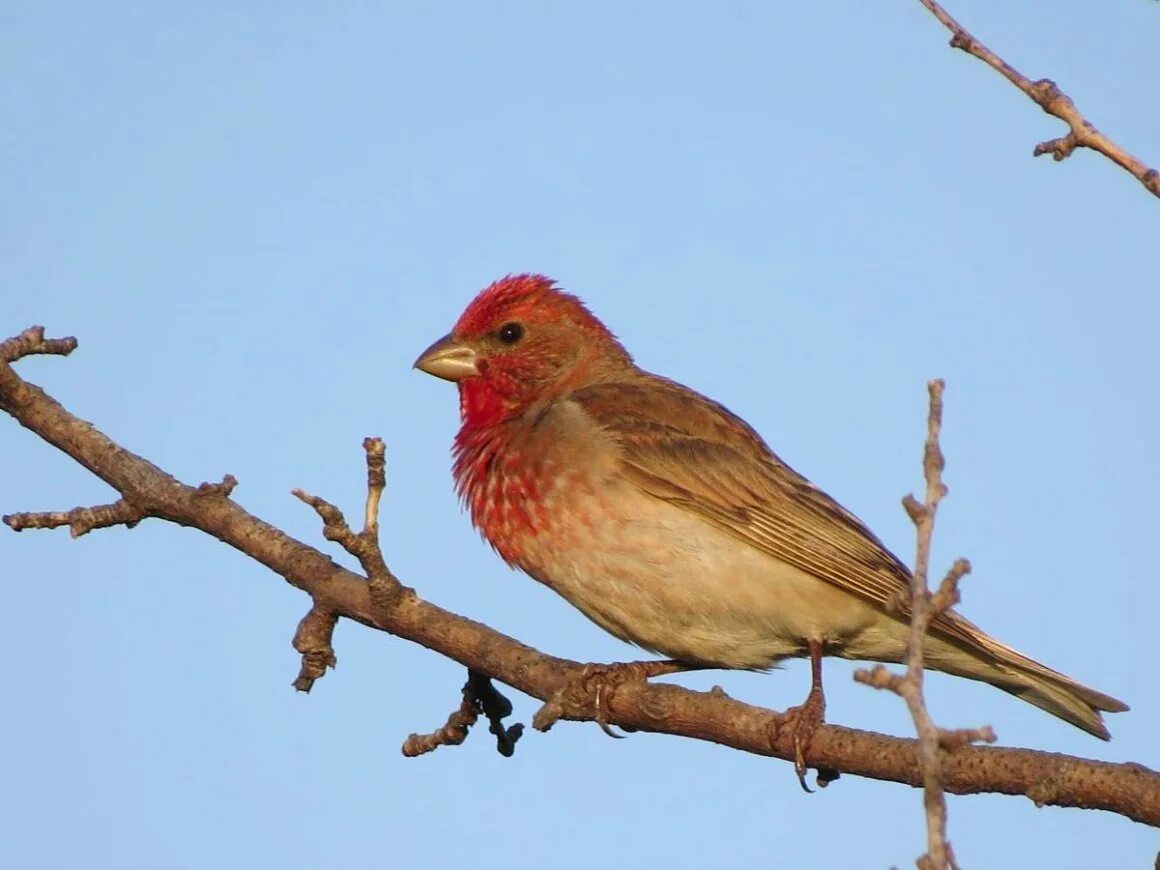 Чечевица Carpodacus erythrinus. Carpodacus erythrinus. Красный Воробей чечевица. Сибирская чечевица Вьюрковые