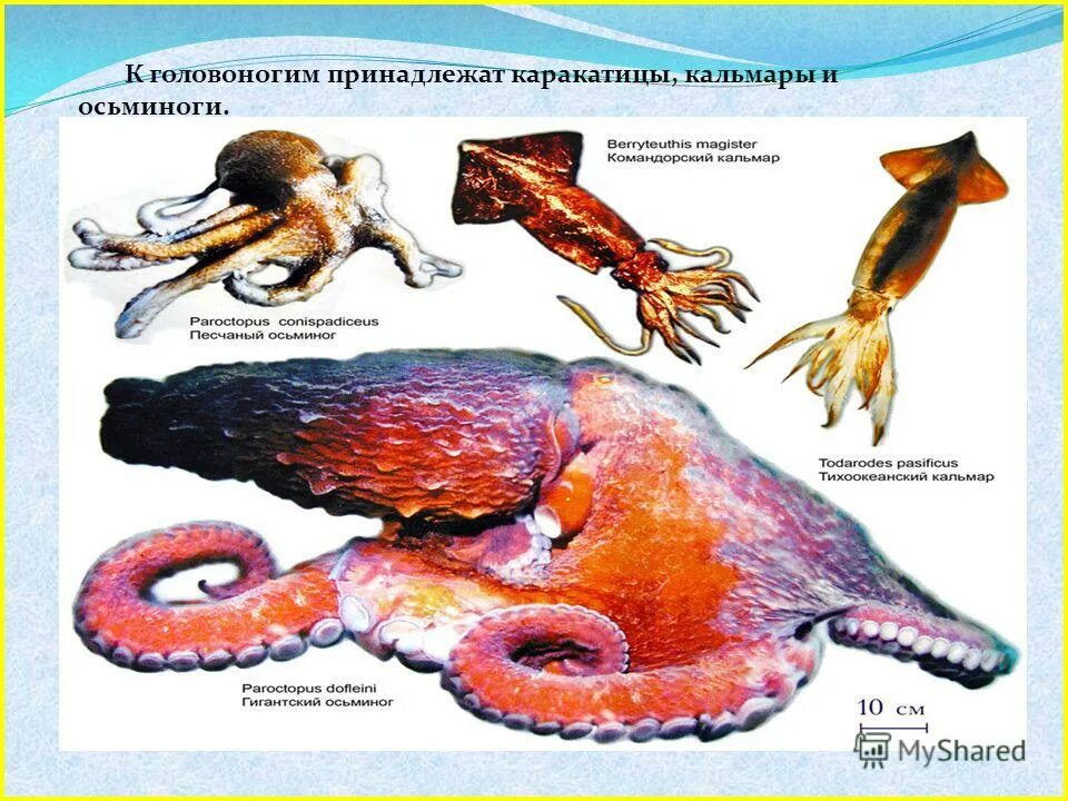 Представитель класса моллюсков головоногих. Вымершие головоногие моллюски. Раздражимость головоногих моллюсков. Головоногие значение картинки. Пресноводные головоногие моллюски.