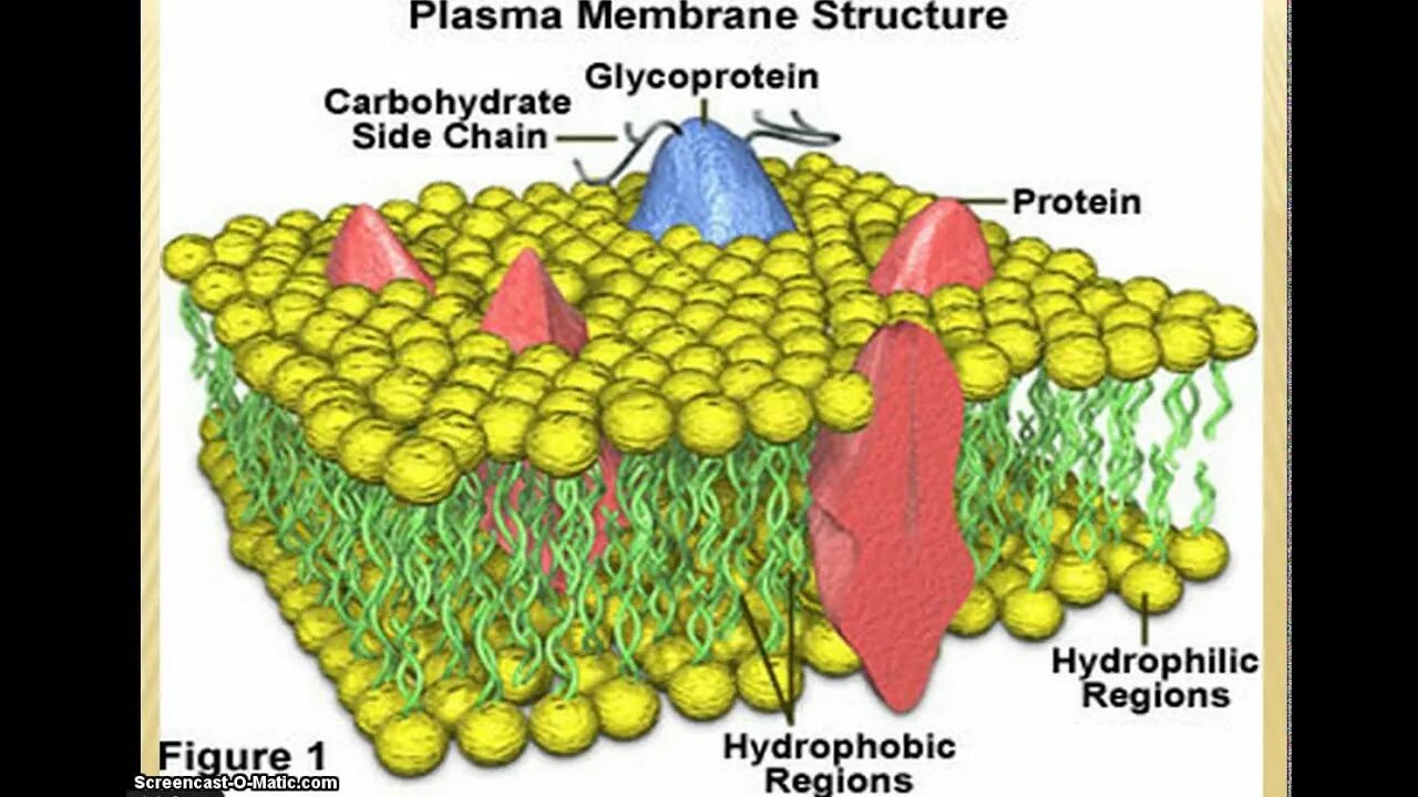 Membrane перевод. Плазм мембрана. membrane structure. гидрофильная мембрана. cell membrane structure.