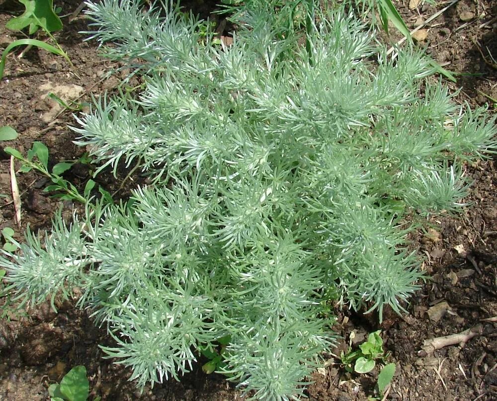 Полынь powis castle. Полынь садовая серебристая. Полынь сибирская. Полынь absinthium. Полынь похожая.