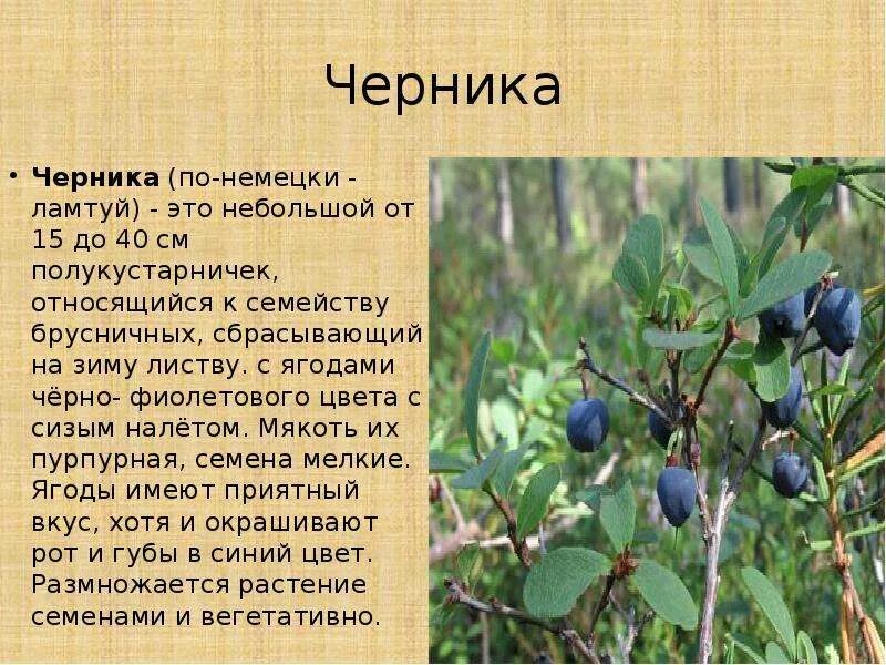 Читать рассказы черника. Черника описание. черника краткое описание. небольшое сообщение о чернике. черника описание растения.