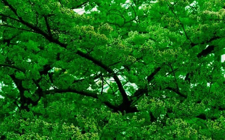 Trees but also the rustle of tree leaves. It's nostalgic and really soothing.