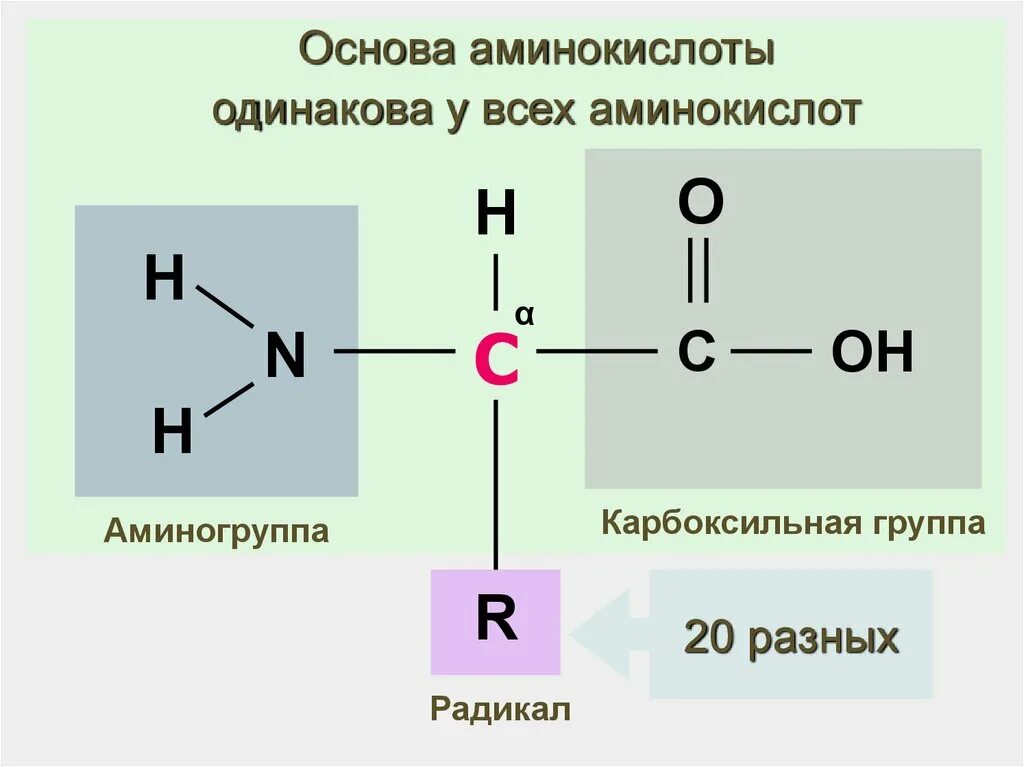 Схема строения молекулы аминокислоты. Белок аминокислоты аминогруппа карбоксильная группа. Общая структура аминокислот. Строение аминокислот химия.