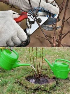 Уход за смородиной весной