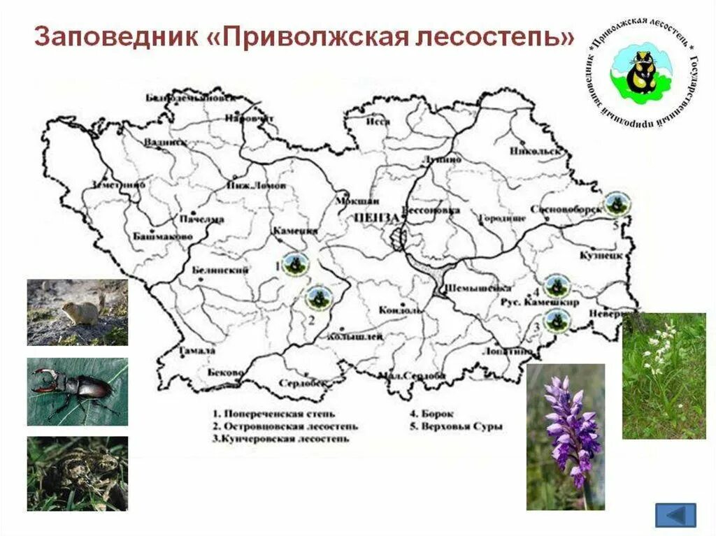 Какая природная зона в пензенской области. Заповедник Приволжская лесостепь Пенза. Заповедник Приволжская лесостепь в Пензенской области на карте. Эмблема заповедника Приволжская лесостепь. Заповедник Приволжская лесостепь в Пензенской области.