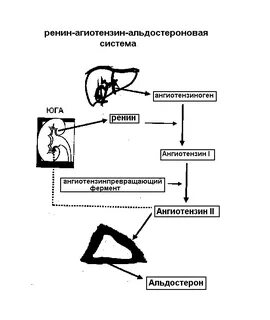 Механизм водно солевого обмена