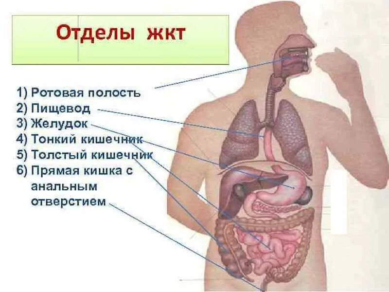Органы желудочно кишечного тракта человека: найдено 87 картинок