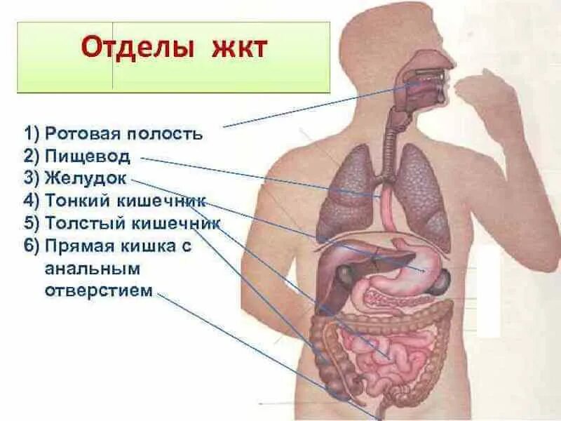 В состав какой системы входит пищевод