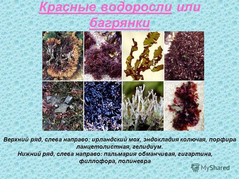 Роль красных водорослей в природе. Роль бурых водорослей в жизни человека. Бурые красные водоросли значение водорослей. Красные водоросли в природе и жизни человека. Отдел красные водоросли rhodophyta.