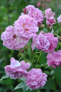 Производитель rose
