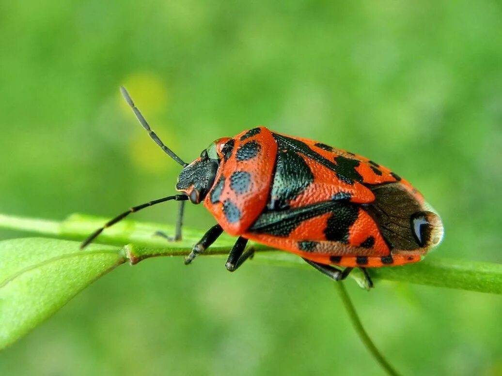 Энциклопедия жуков с названиями. Жук мучной мукоед. Виды жучков. Жук оглоед. Кожеед маленький черный жук.