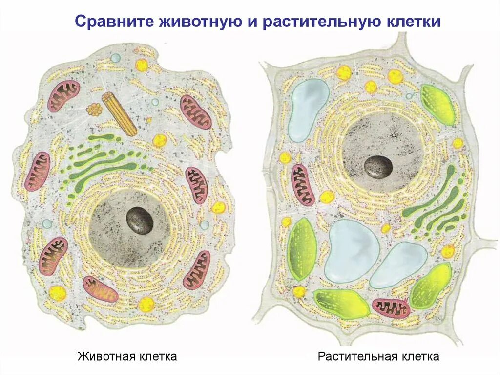 Растительная живая клетка рисунок. Строение растительной и животной клетки без подписей. Строение животной и растительной клетки рисунок с подписями. -Строение животной иростительной клетки строение. Клетка структура растительная и животные строение рисунок.