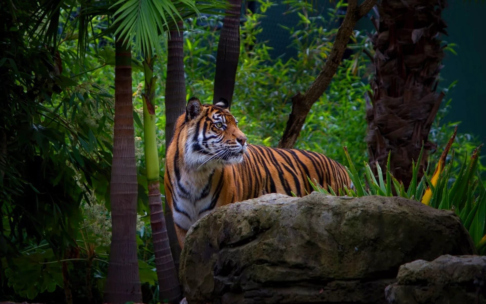 Jungle tiger. Тигр. Животные джунглей. Тигр в природе. Тигры в тропических лесах.