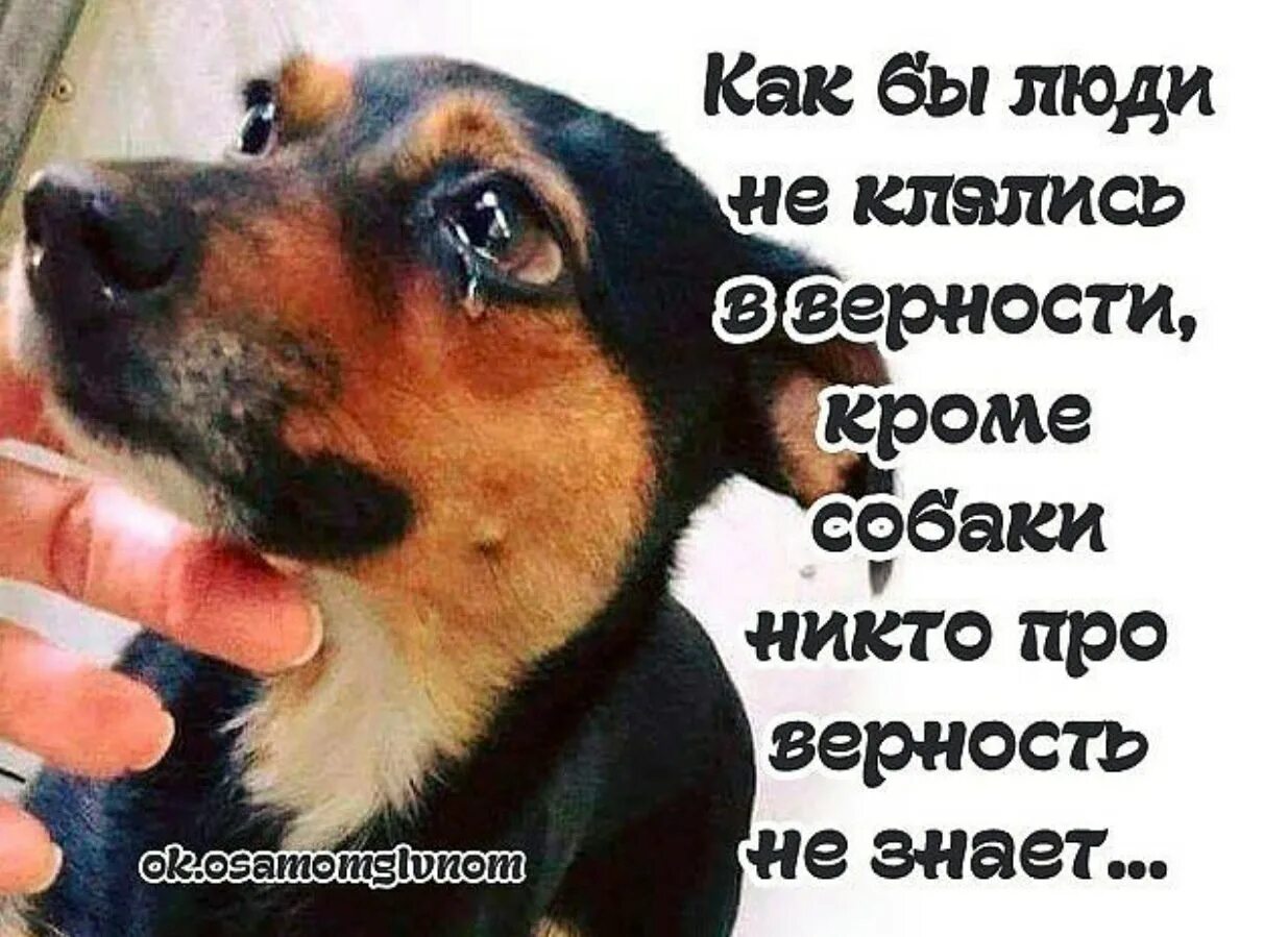 Любовь к животным цитаты. Собака друг человека цитаты. цитаты про животных. цитаты про собак со смыслом. высказывания о преданности собак.