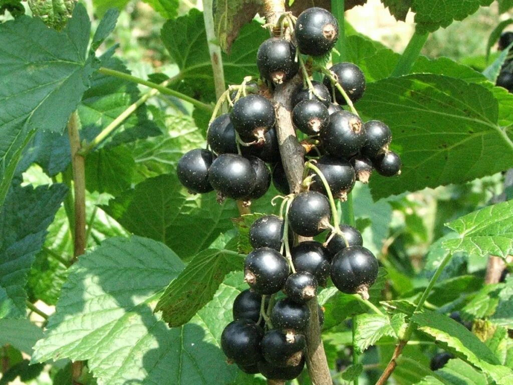 Где можно купить смородину. Смородина черная (ribes nigrum). Смородина чёрная (ríbes nígrum). Смородина черная Геркулес. Смородина черная Нестер Козин.