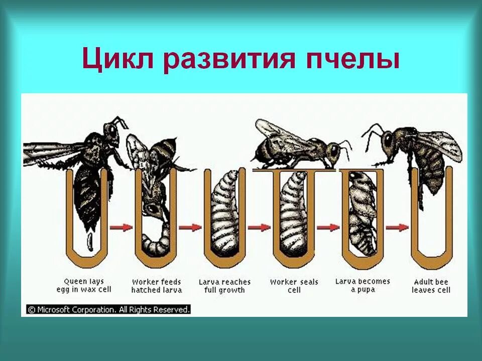 Стадии пчелы. Стадия цикла развития пчелы. цикл жизни личинки пчел. цикл развития пчелы схема. цикл развития медоносной пчелы схема.