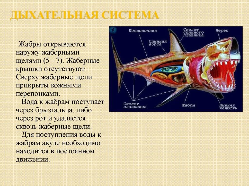 Характерные признаки типа жаберных щелей. Тип Хордовые дыхательная система. Органы дыхания жабры. Дыхательная система хордовых рыб. Дыхательная система типа хордовых.