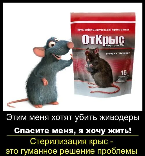 Про крыс людей со смыслом. Статус про крыс. высказывания про крысятничество. фразы про крыс. крыса в коллективе.