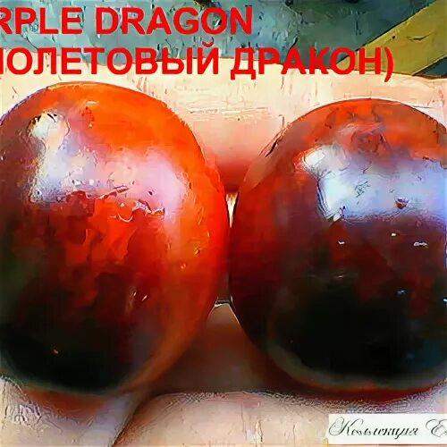 Томат красный дракон отзывы описание