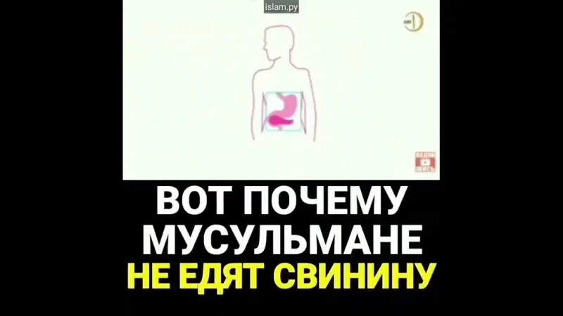 Почему мусульмане не едят днем. Мусульмане не едят свинину. Почему мусульманам запрещено есть свинину. Почему мусульмани не едяь свинина. Почему есть свинину харам.