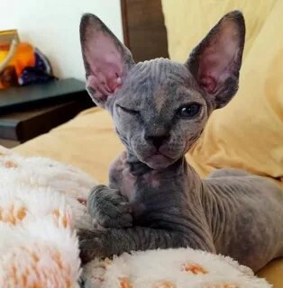 Котята сфинкс с шерстью