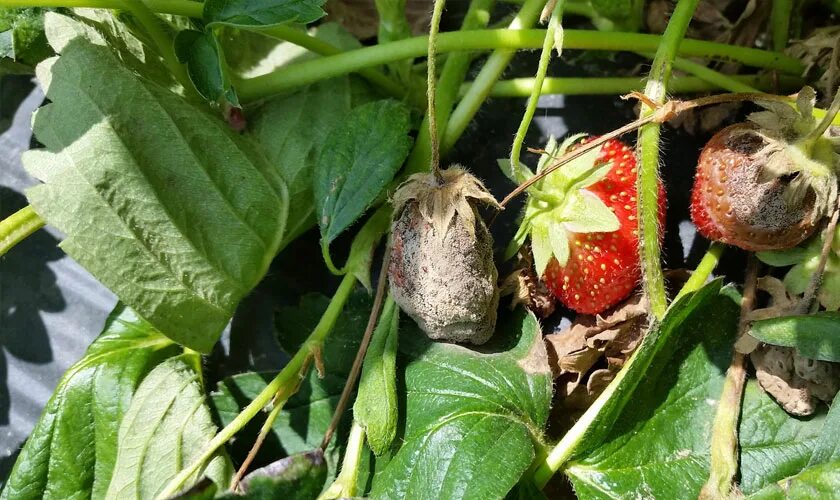 Серая гниль земляники садовой. Botrytis cinerea клубники. Мучнистая роса на клубнике. Мучнистая роса на клубнике. Серая гниль на клубнике.