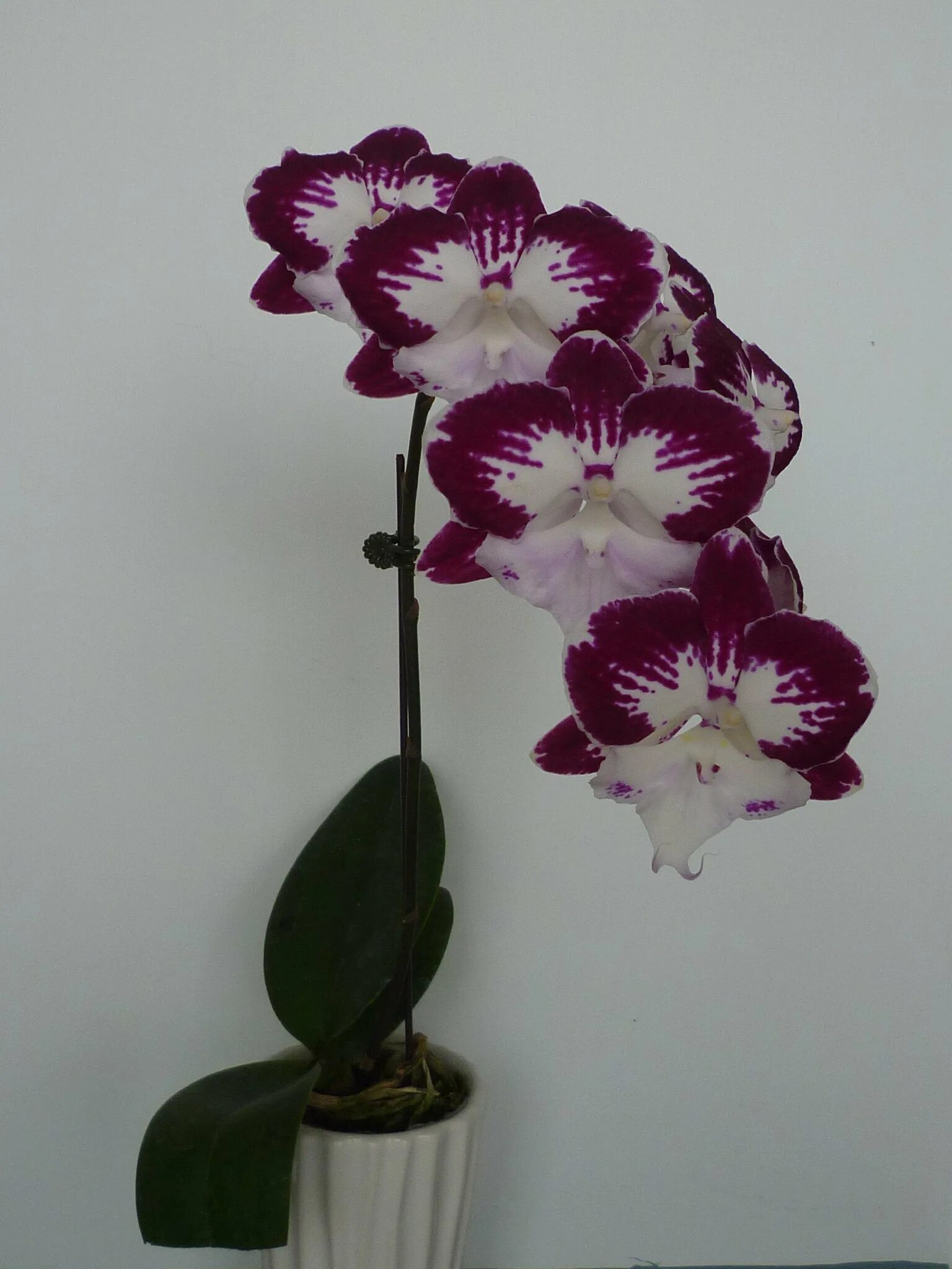 P.Mainshow Angel Wings Passiflora.ru - Сервис коллективных заказов