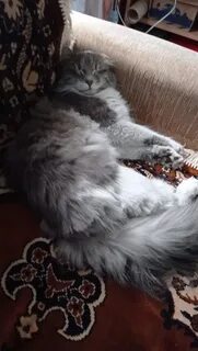 Пушистое превращение отзывы