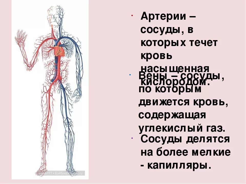 Какие сосуды артерии. Артерия. Сосуды по которым течет артериальная кровь. Артерии это сосуды по которым течет.