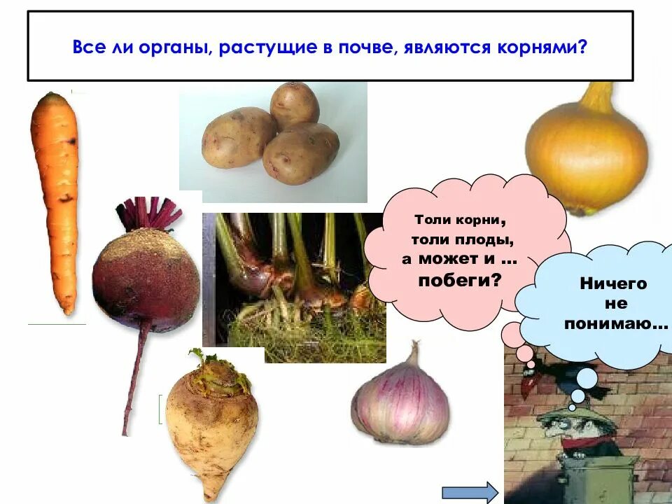 Корнеплод является видоизмененным