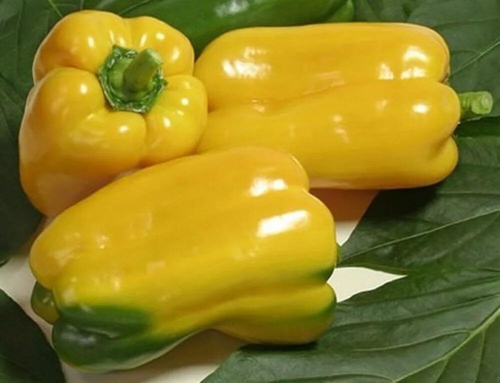 Сорт перца джемини. Болгарски1 перец. Перец сладкий севилья f1. Болгарский капсикум перец. Болгарский капсикум перец.