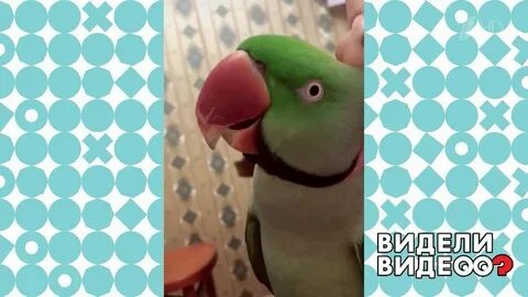 Попугай видел это