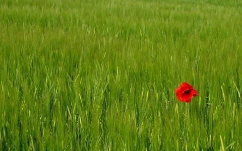 На поляне росли большие красные маки однородные