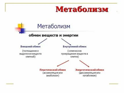 Метаболизм энергетический обмен