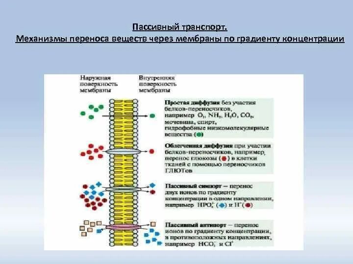 Пассивный транспорт веществ по градиенту концентрации. Активный транспорт веществ по градиенту концентрации. Транспорт веществ по градиенту концентрации атф. Активный транспорт веществ по градиенту концентрации. Активный транспорт веществ по градиенту концентрации.