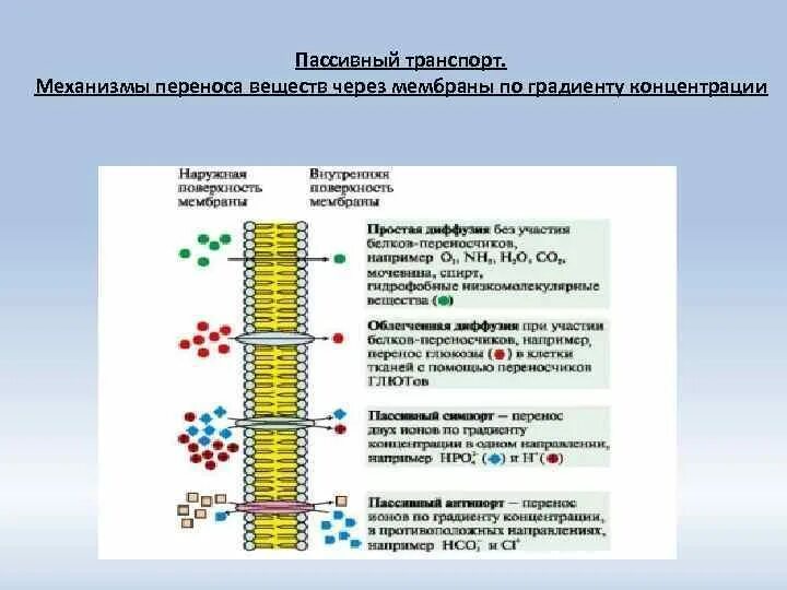 Подвижность мембраны. Способы закрепления белков на мембранах. Пассивный транспорт через молекулы белка мембраны. Простая диффузия Интегральные белки. В состав входят транспортные белки