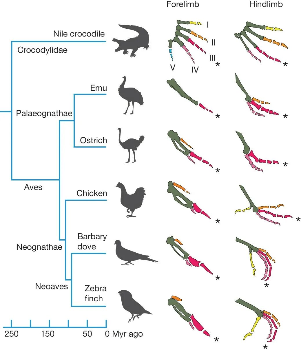 Птицы потомки. Археоптерикс Эволюция птиц. Происхождение птиц схема. Конечности птиц. Ветвь эволюции птиц.