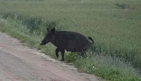 Поле кабанов