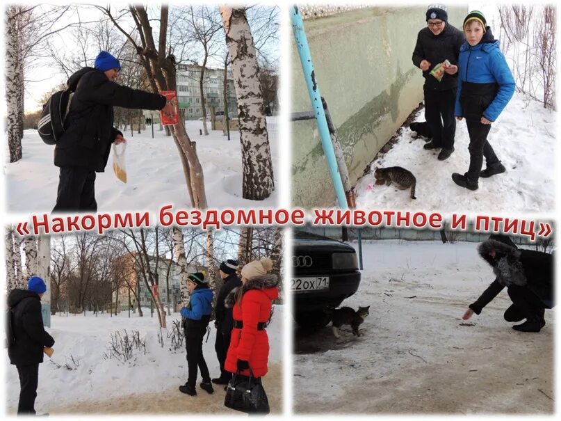 Накорми бездомных животных. Акция покорми бездомных. накорми бездомного животного акция. акция покорми бездомное животное. акция покормите бездомных людей.