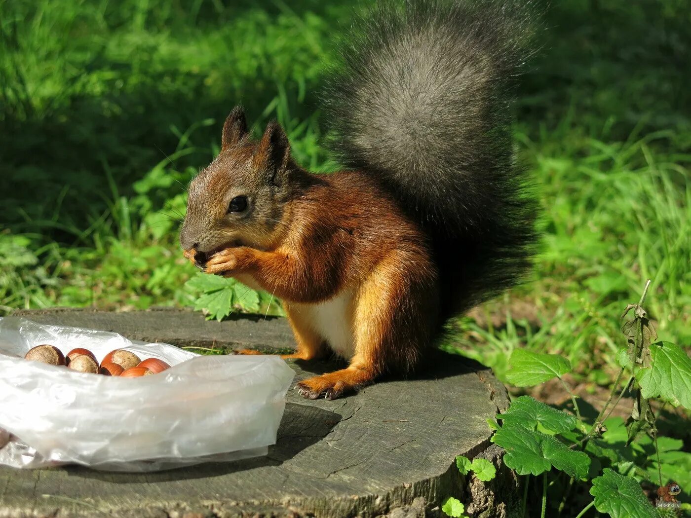 белка на ладони. белочки нижний. белочка новочебоксарск. белочки нижний. белка фт.