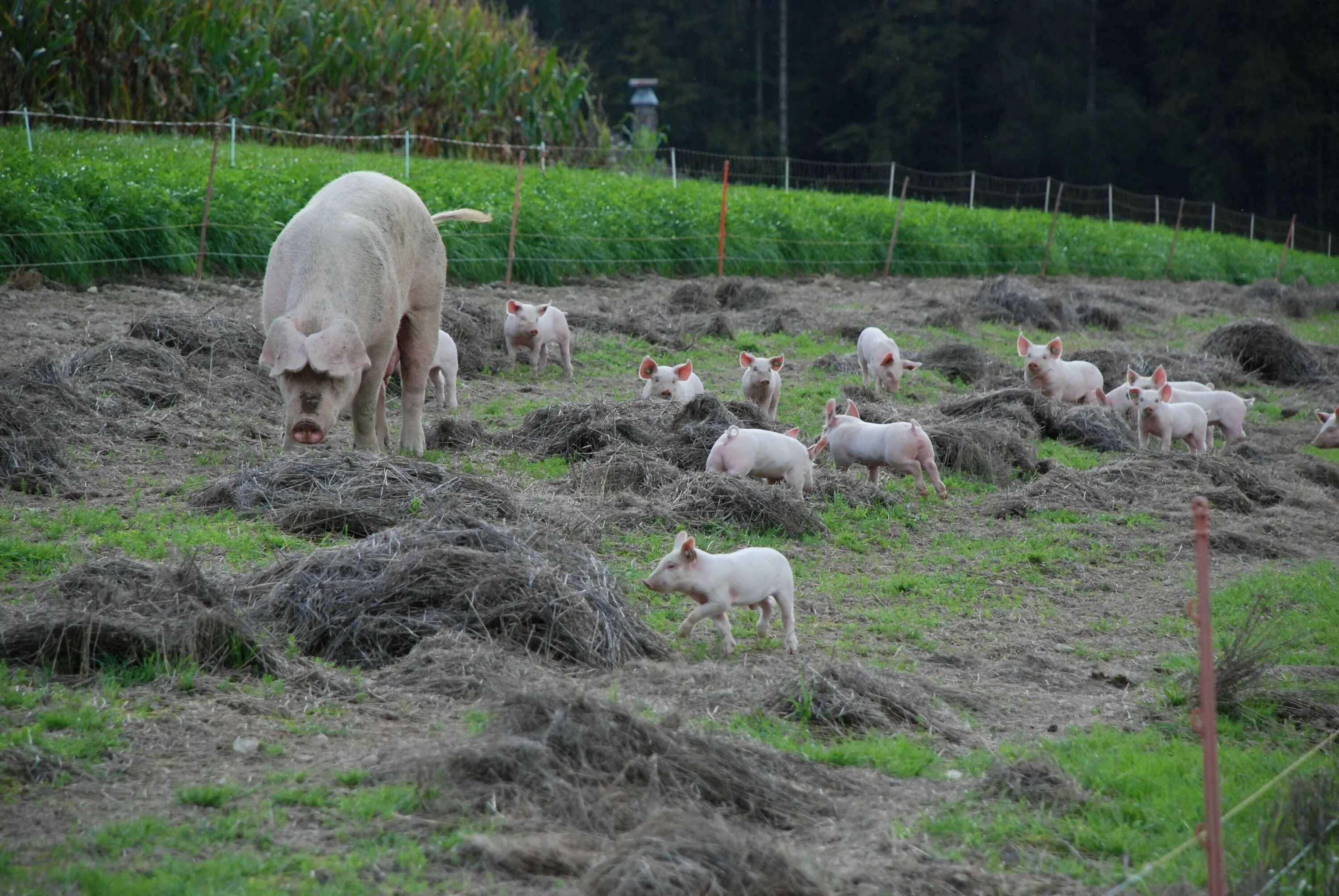 Свиньи на пастбище. Поросята на ферме. Свиноводство ферма. Стадо свиней. Свиньи на участке