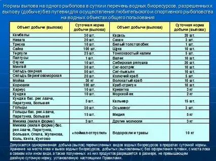 Форель без нормы вылова