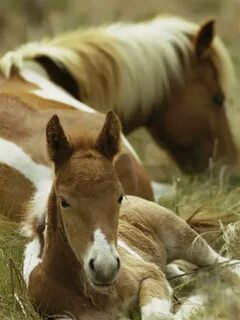 Horse but