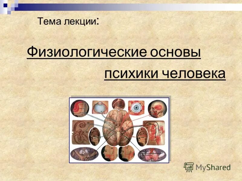 физиологические основы психических процессов человека. физиологические основы ощущений схема. физиологические основы психической деятельности. физиоло6ическа оснрва ощкщкний. физиологический механизм познавательного процесса.