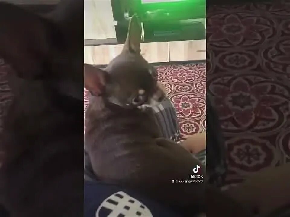 Кошка смеется. Говорили что я не собака кошки смеялись. Кошки умеют смеяться. Эти кошки смеялись надо мной. Говорили что я не собака кошки смеялись.