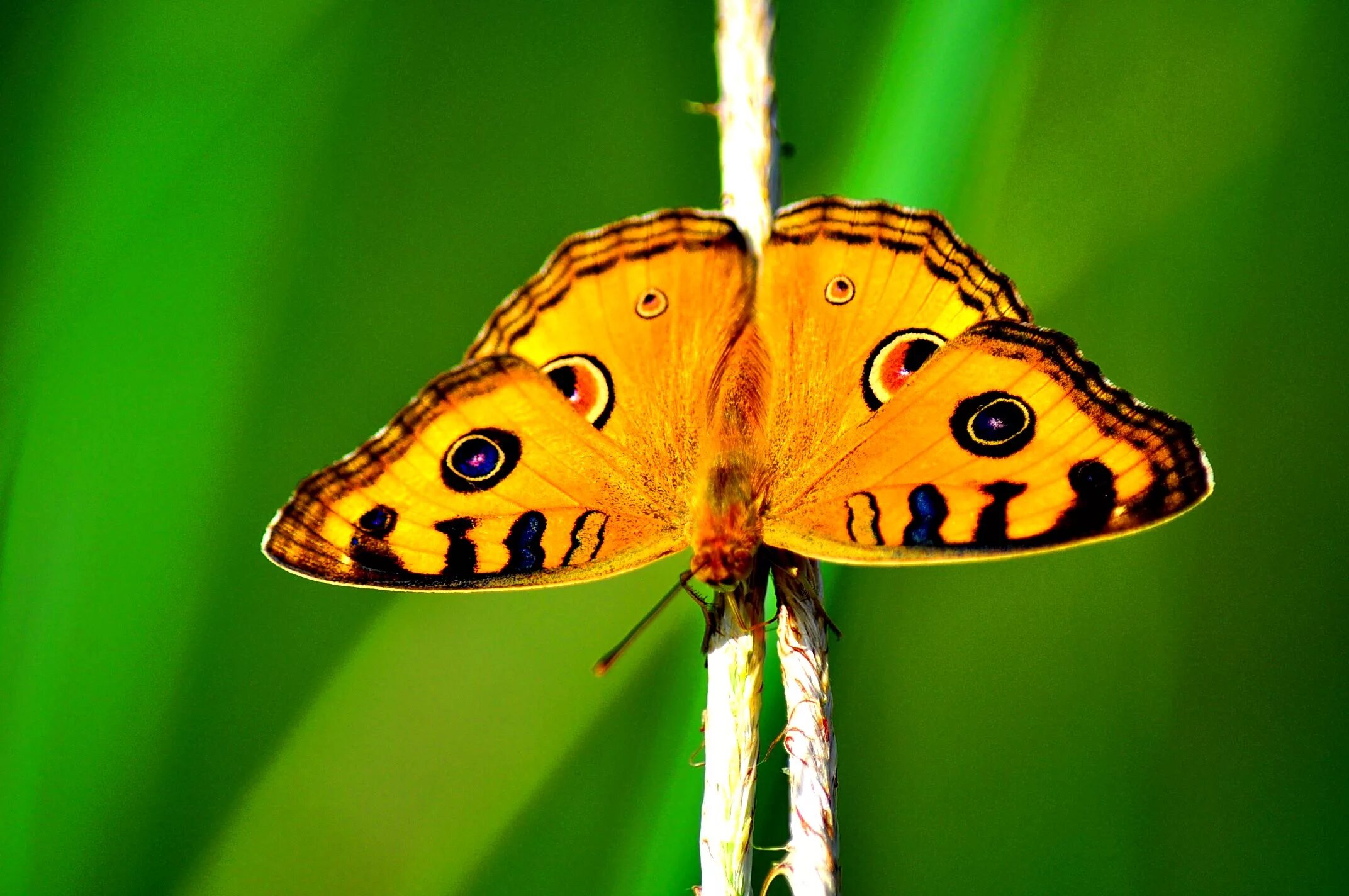 Покажи видео бабочек. Яркие бабочки. Тропические бабочки. Тропические бабочки на белом фоне.