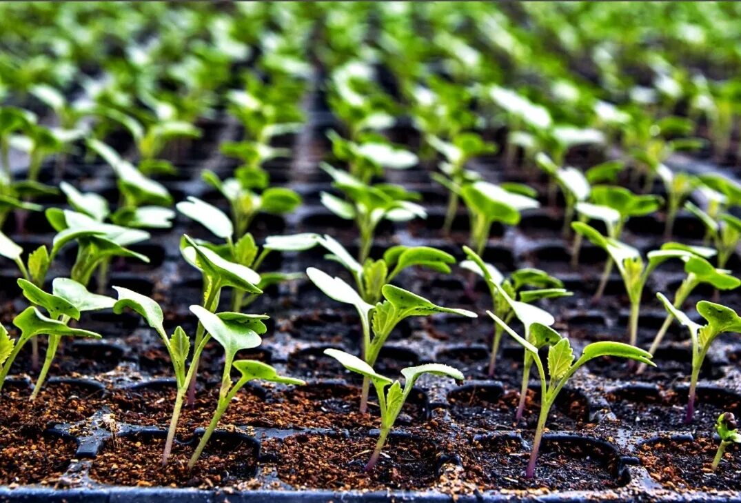 Посев семян цветов. Семена баклажана высадка для рассады. Сажаем помидоры на рассаду. Посев семян перца на рассаду. Сажать семена.